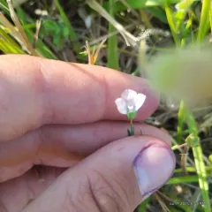 Pale flax thumbnail 2