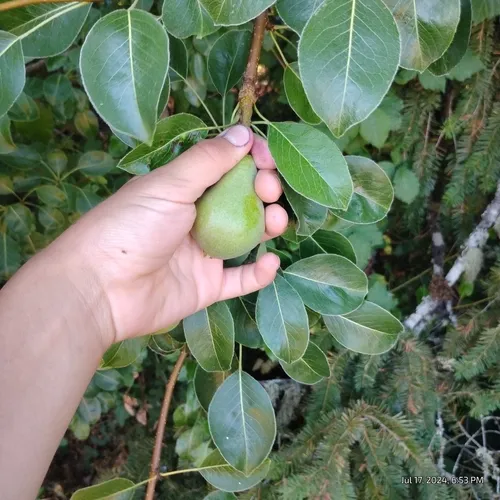 Common Pear