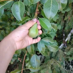 Common Pear thumbnail 1