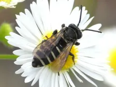 Brittain's Cuckoo Nomad Bee thumbnail 1