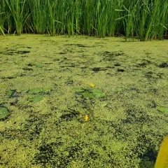water fringe thumbnail 4