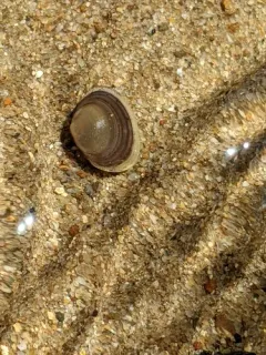 Rocky Mountain Fingernailclam thumbnail 3