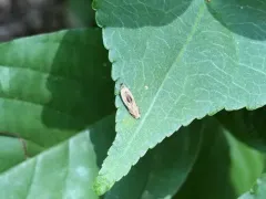 Monochroa gilvolinella thumbnail 4