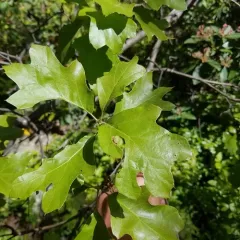 bear oak thumbnail 2