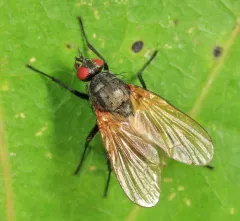 Chirosia flavipennis thumbnail 3
