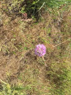 Columbian Onion thumbnail 2