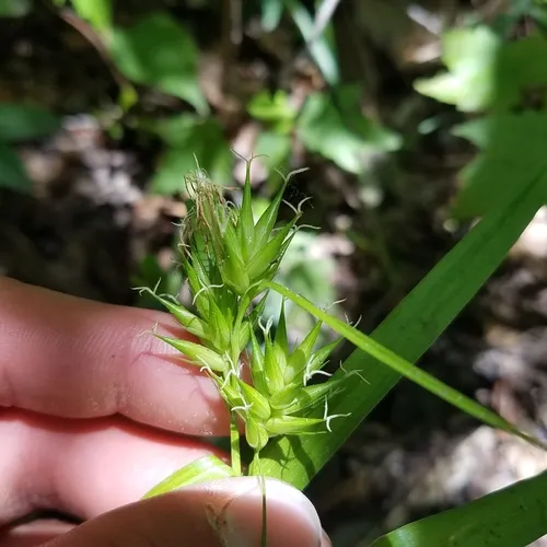 northern long sedge