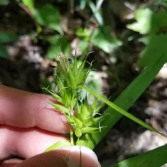 northern long sedge thumbnail 1