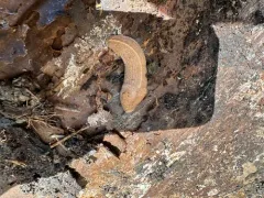 Tandonia kusceri thumbnail 3