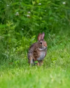 New England Cottontail thumbnail 4