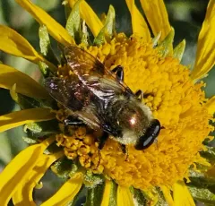 Spot-winged Pond Fly thumbnail 3
