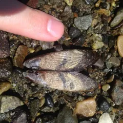 Atlantic Ribbed Mussel thumbnail 1
