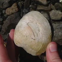 Northern Quahog thumbnail 1