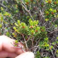 broom crowberry thumbnail 1