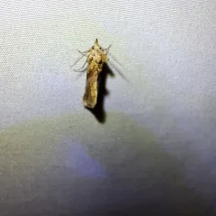 Moonseed Moth thumbnail 3