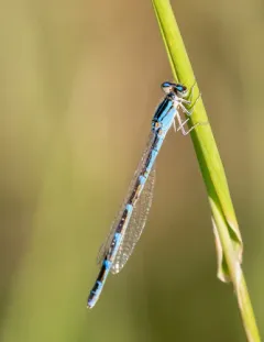 Alkali Bluet thumbnail 3