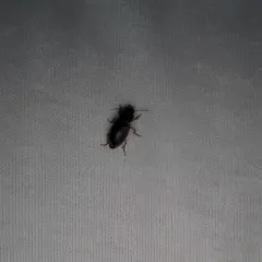 Tawny-backed Harp Ground Beetle thumbnail 4