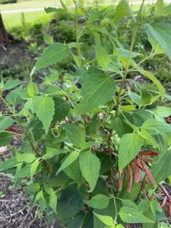 Siam weed thumbnail 2