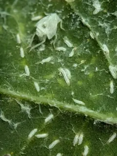 Euonymus Scale thumbnail 2