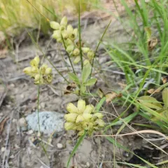 largebract Indian breadroot thumbnail 4