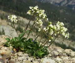 Wenatchee valerian thumbnail 3