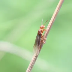 Murphy's Citronella Ant thumbnail 2