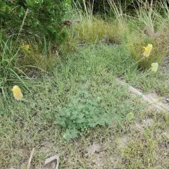 Golden Prairie Clover thumbnail 4