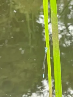 Attenuated Bluet thumbnail 4