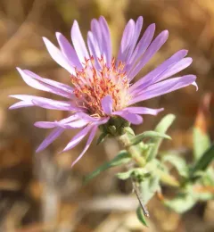 western meadow aster thumbnail 3