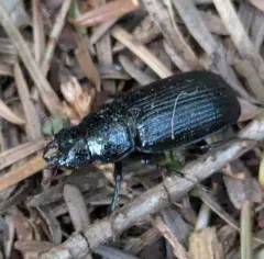 Ceruchus striatus thumbnail 1