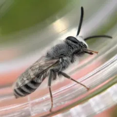 Susanna's Cellophane Bee thumbnail 4