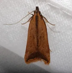 Black-edged Dichomeris Moth thumbnail 4
