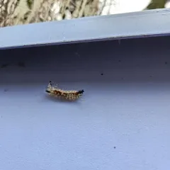 Douglas-fir tussock moth thumbnail 3