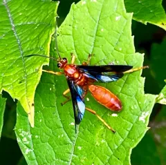 Saranaca elegans thumbnail 4