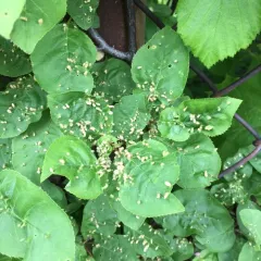 Plum Finger Gall Mite thumbnail 2