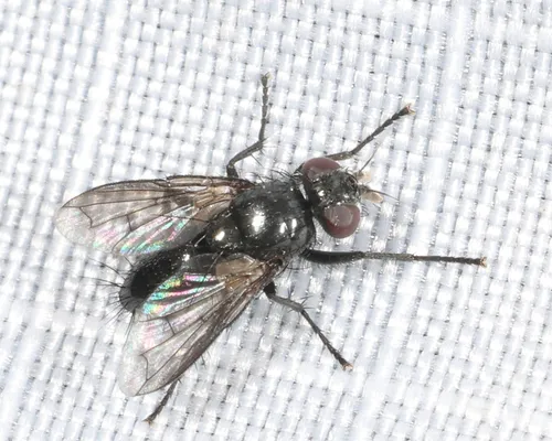 Periscepsia laevigata