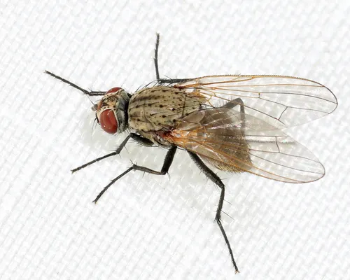 Seedcorn Maggot