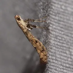 Alder Leafminer thumbnail 1