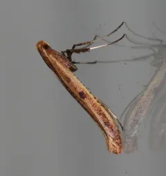 Caloptilia betulivora thumbnail 2