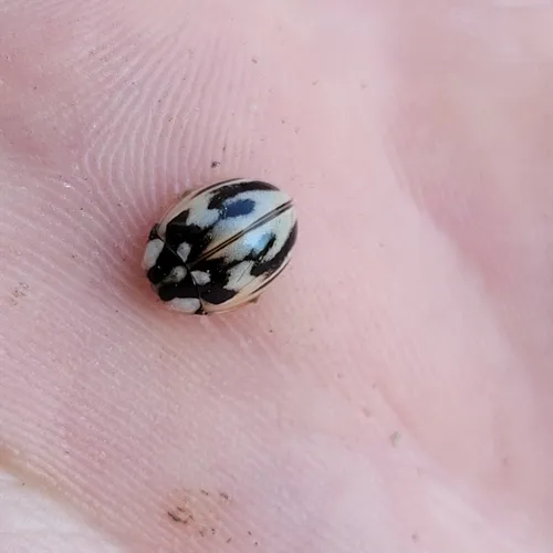 Subvittate Lady Beetle