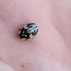 Subvittate Lady Beetle thumbnail 1