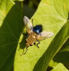 Hornworm Tachinid Fly thumbnail 4