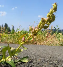Payette Beardtongue thumbnail 4