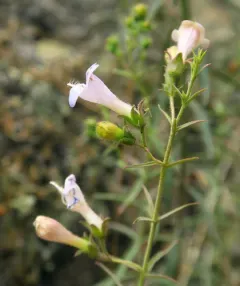 Riggins Penstemon thumbnail 4