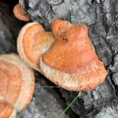 Northern Cinnabar Polypore thumbnail 4