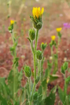 tacky goldenweed thumbnail 2