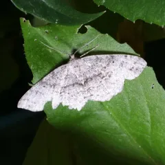 Canadian Melanolophia Moth thumbnail 4