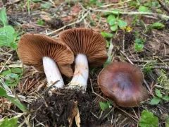 Cortinarius bridgei thumbnail 1