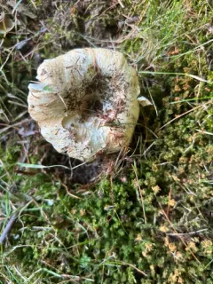 rollrim milkcap thumbnail 3