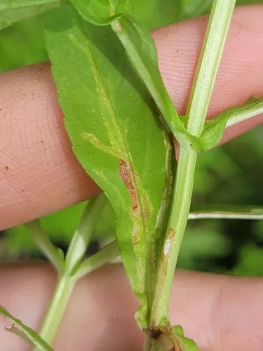 Ophiomyia mimuli